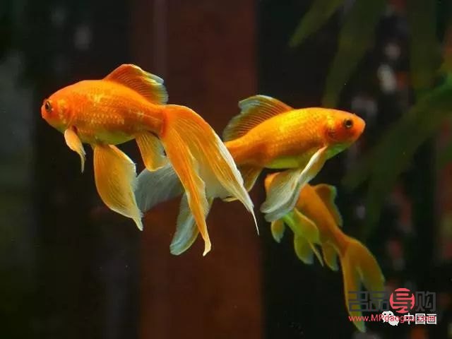 <h3>送禮佳選：寓意吉祥的觀賞魚</h3>