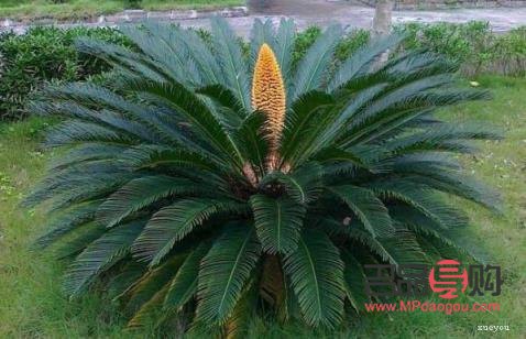 鐵樹葉可以美容嗎(鐵樹葉可以美容嗎圖片)