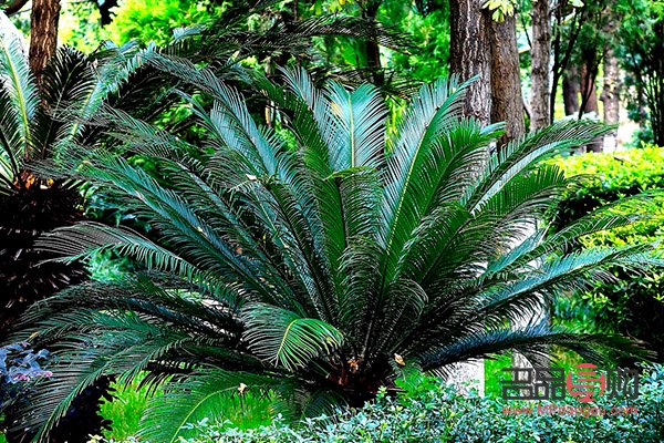 鐵樹葉可以美容嗎(鐵樹葉可以美容嗎圖片)