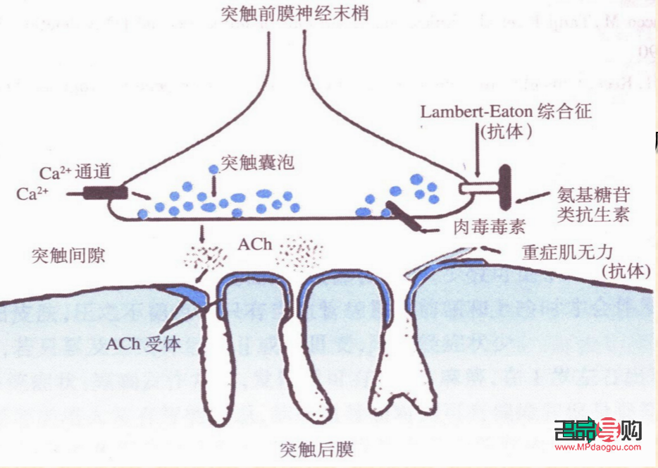 眼皮下垂(眼皮下垂是什么原因)
