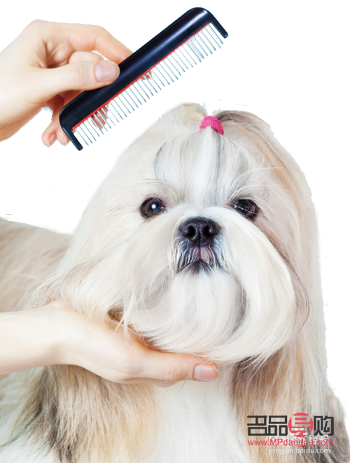 怎么給狗狗做美容(怎么給狗狗美容,給狗狗美容的8個(gè)步驟)