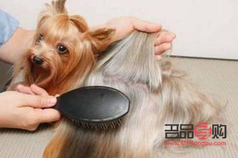 怎么給狗狗做美容(怎么給狗狗美容,給狗狗美容的8個步驟)