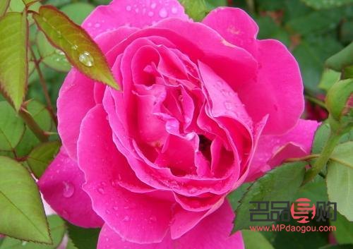 <h3>保平安之禮：傳統(tǒng)與現(xiàn)代的守護(hù)寓意</h3>