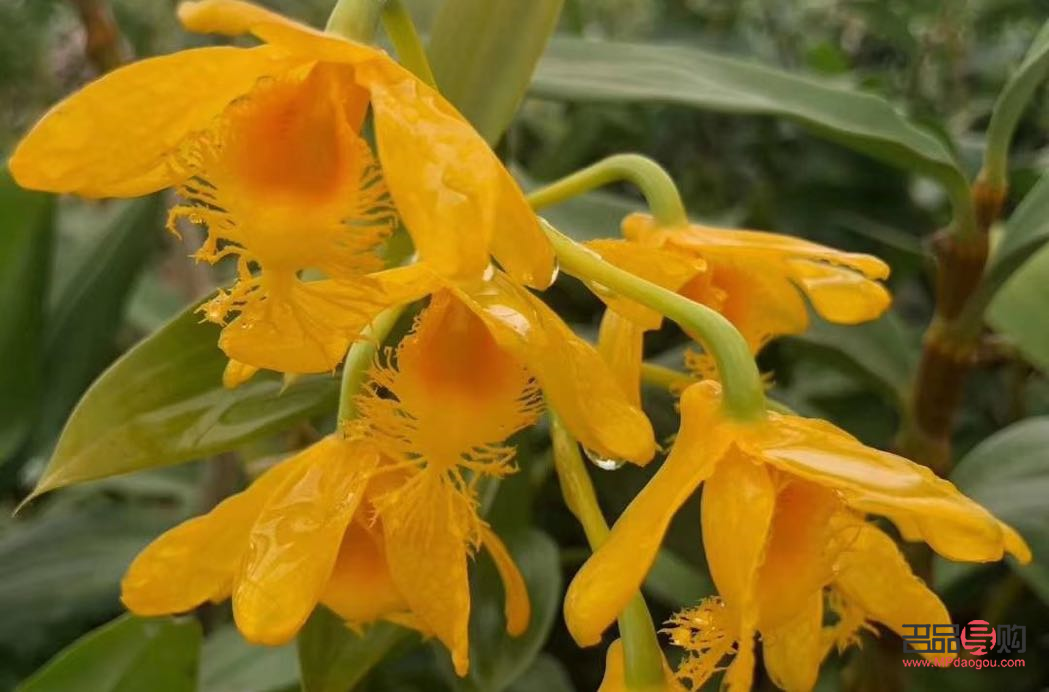 <h3>泡什么能美容養(yǎng)顏？探索最佳的養(yǎng)顏泡飲</h3>