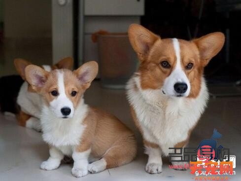 <h3>柯基犬的身體護(hù)理全攻略</h3>