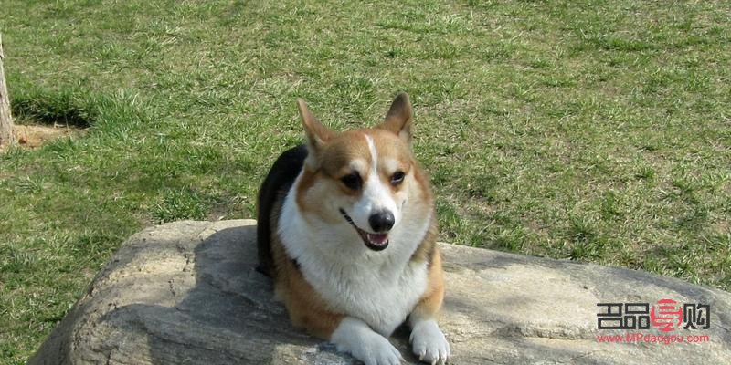 柯基犬的身體護(hù)理全攻略