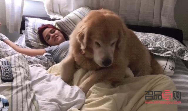 怎么要金毛聽話的禮物(怎么要金毛聽話的禮物給主人)