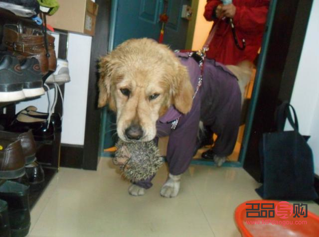 怎么要金毛聽話的禮物(怎么要金毛聽話的禮物給主人)