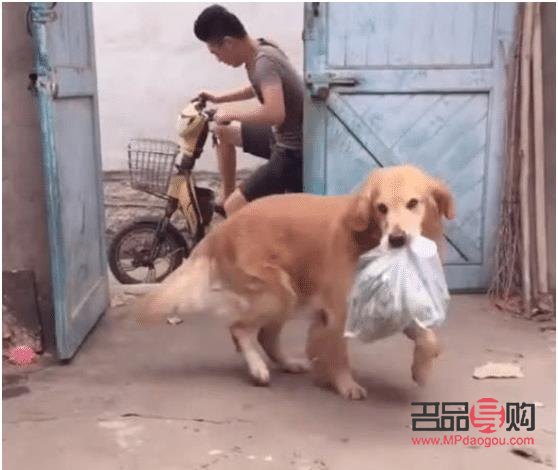 怎么要金毛聽話的禮物(怎么要金毛聽話的禮物給主人)