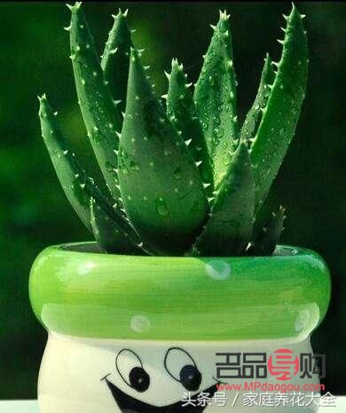 蘆薈做美容可以嗎(蘆薈做美容可以嗎有毒嗎)