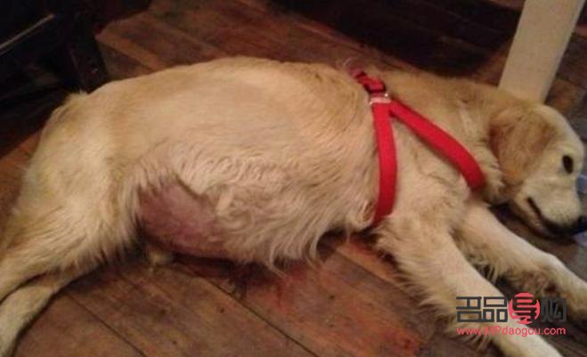 腹水狗的日常護(hù)理與健康管理