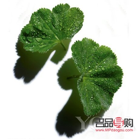 <h3>美容圣草大揭秘：這些草本植物讓你的肌膚煥然一新</h3>