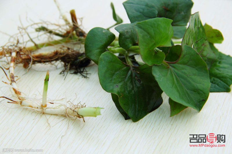 <h3>魚腥草的美容功效探究</h3>