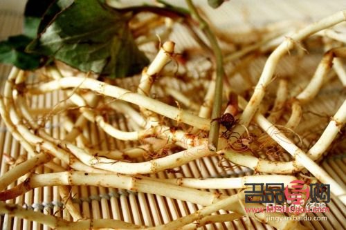 魚腥草的美容功效探究