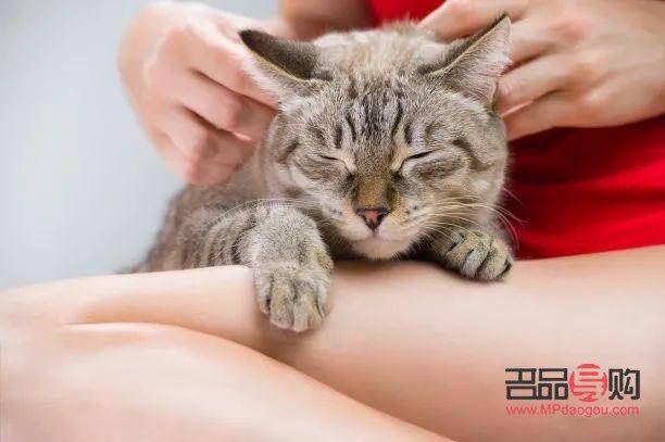 <h1>貓咪身體護(hù)理全攻略，讓愛寵健康又靚麗</h1>