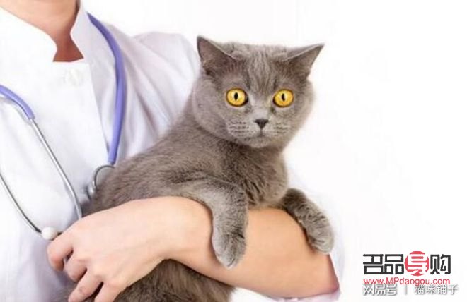 <h1>貓咪身體護(hù)理全攻略，讓愛寵健康又靚麗</h1>