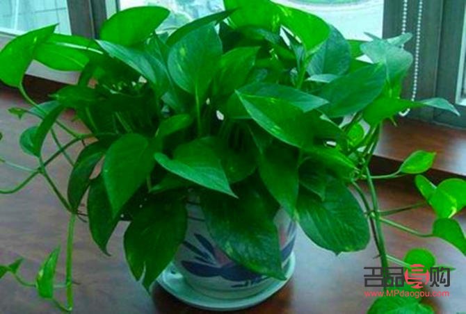 <h1>綠葉中的美容奧秘：探尋天然護(hù)膚之寶</h1>