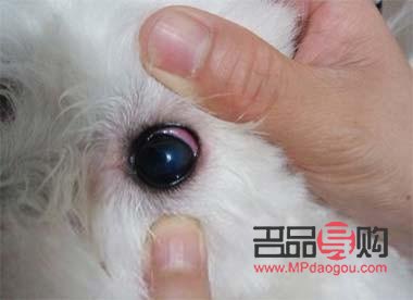 狗狗眼睛怎么畫好看(狗狗眼睛怎么畫好看又漂亮)