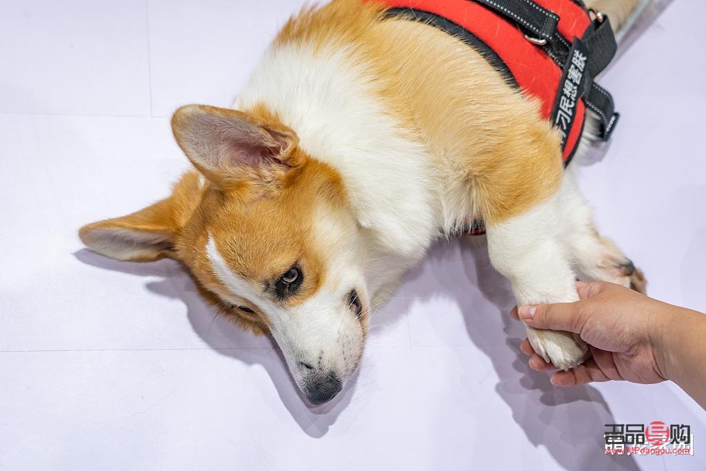 怎么給柯基護(hù)理身體(怎么給柯基護(hù)理身體視頻)