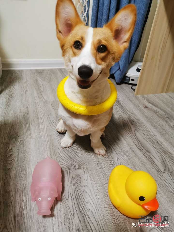 怎么給柯基護理身體(怎么給柯基護理身體視頻)