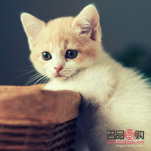 貓平時(shí)怎么護(hù)理身體(貓平時(shí)怎么護(hù)理身體健康)