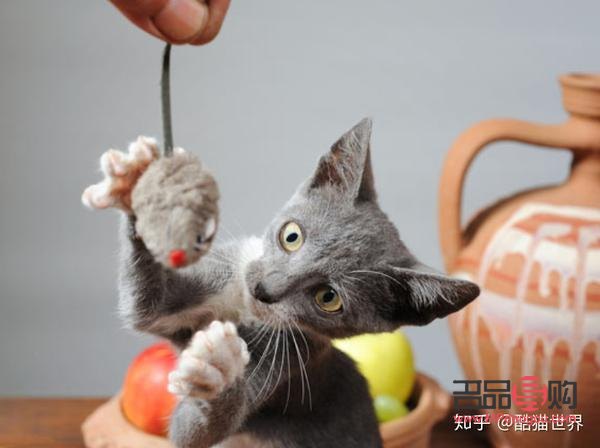 貓平時怎么護理身體(貓平時怎么護理身體健康)