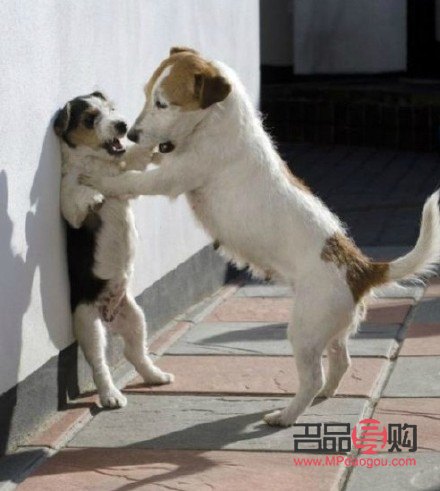 <h3>韓國(guó)寵物美容文化：狗狗的美容護(hù)理深受重視</h3>