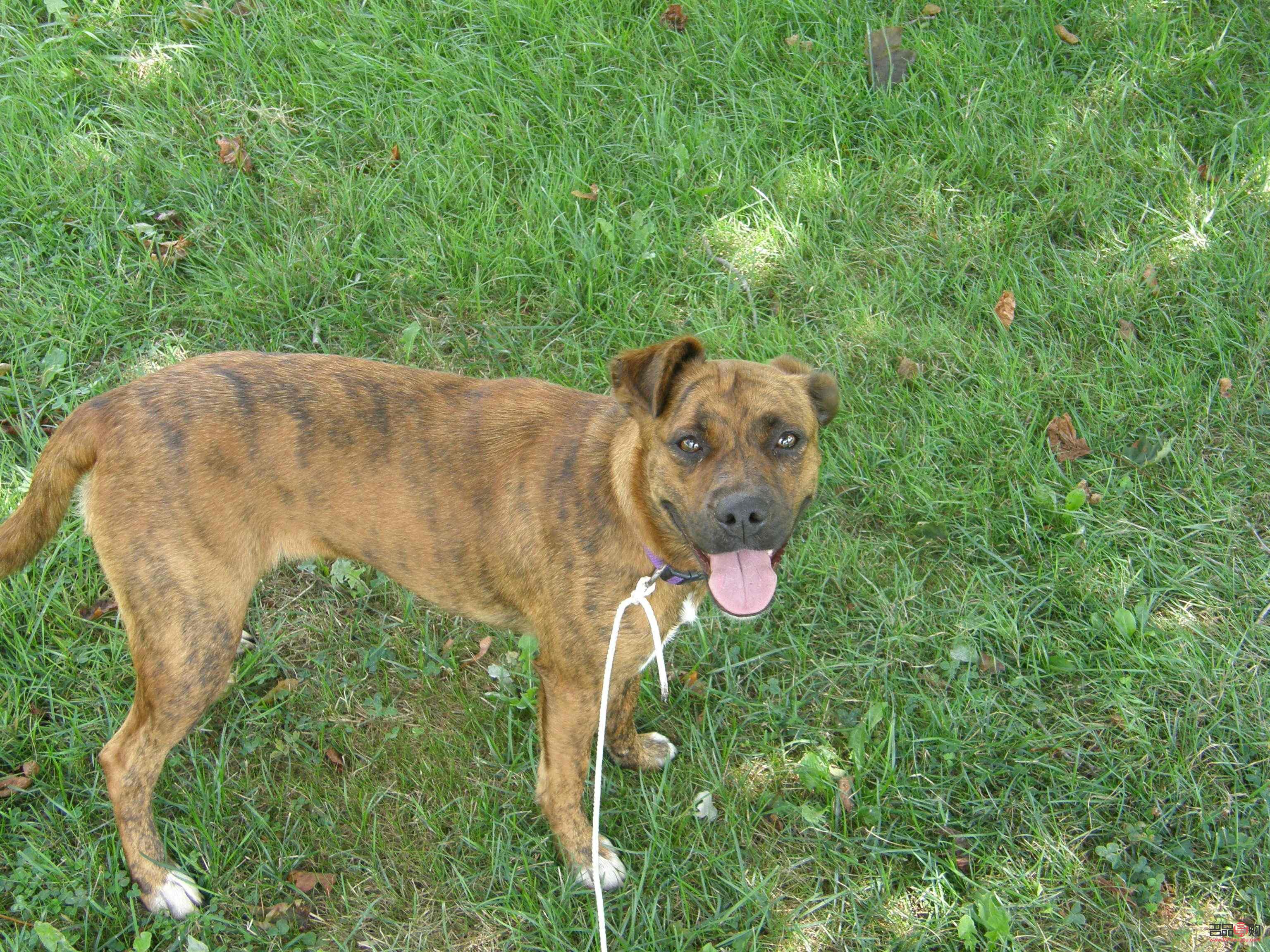 <h3>韓國(guó)寵物美容文化：狗狗的美容護(hù)理深受重視</h3>