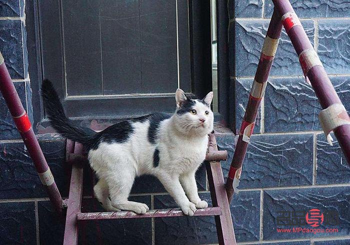 <h3>DIY貓咪圣誕禮物的制作方法與樂趣</h3>