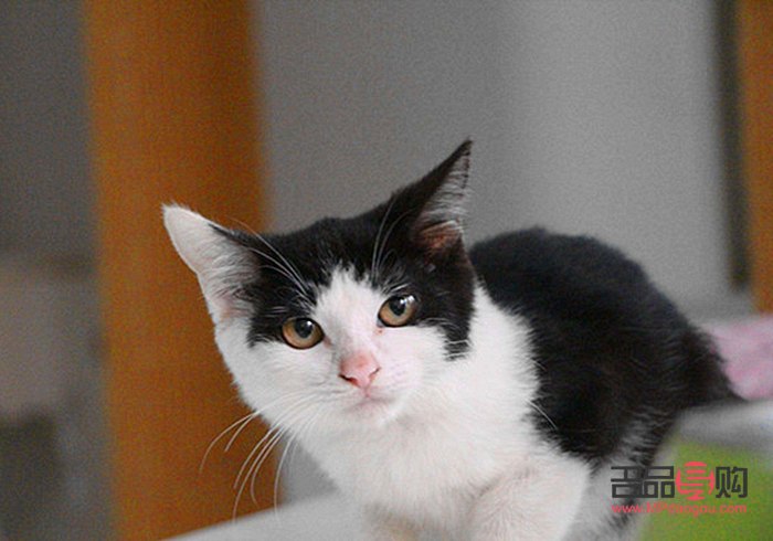 <h3>DIY貓咪圣誕禮物的制作方法與樂趣</h3>