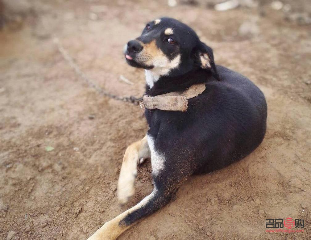 四眼小狗如何美容(四眼小狗如何美容視頻)