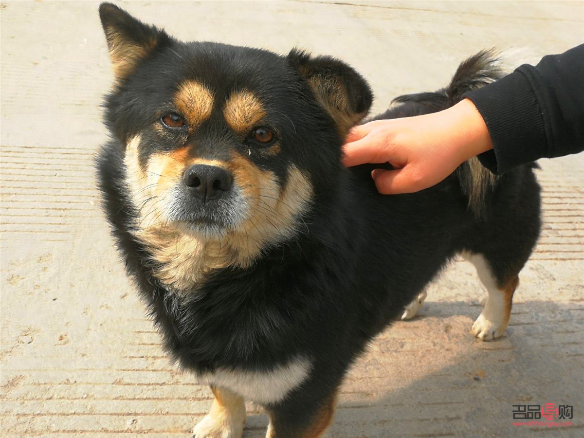 四眼小狗如何美容(四眼小狗如何美容視頻)