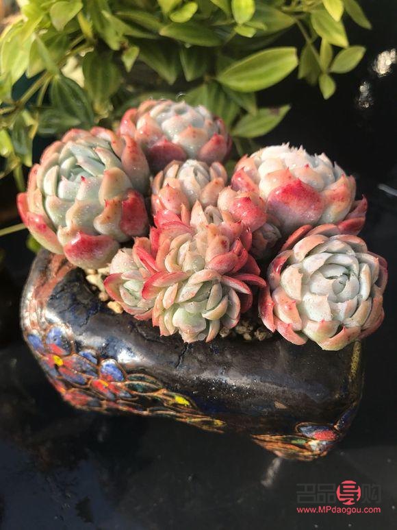 身體護(hù)理小太陽(yáng)怎么做(身體護(hù)理小太陽(yáng)怎么做好)