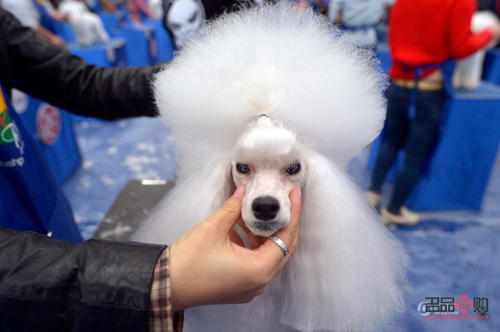 羽泉教你如何為愛犬打造美麗造型