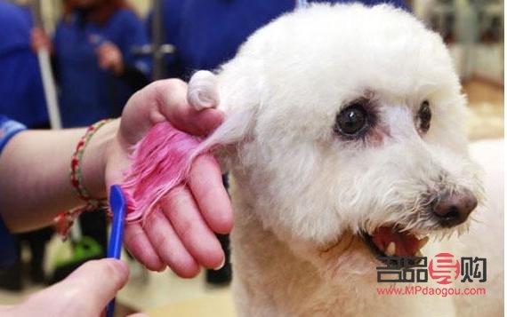 羽泉教你如何為愛犬打造美麗造型