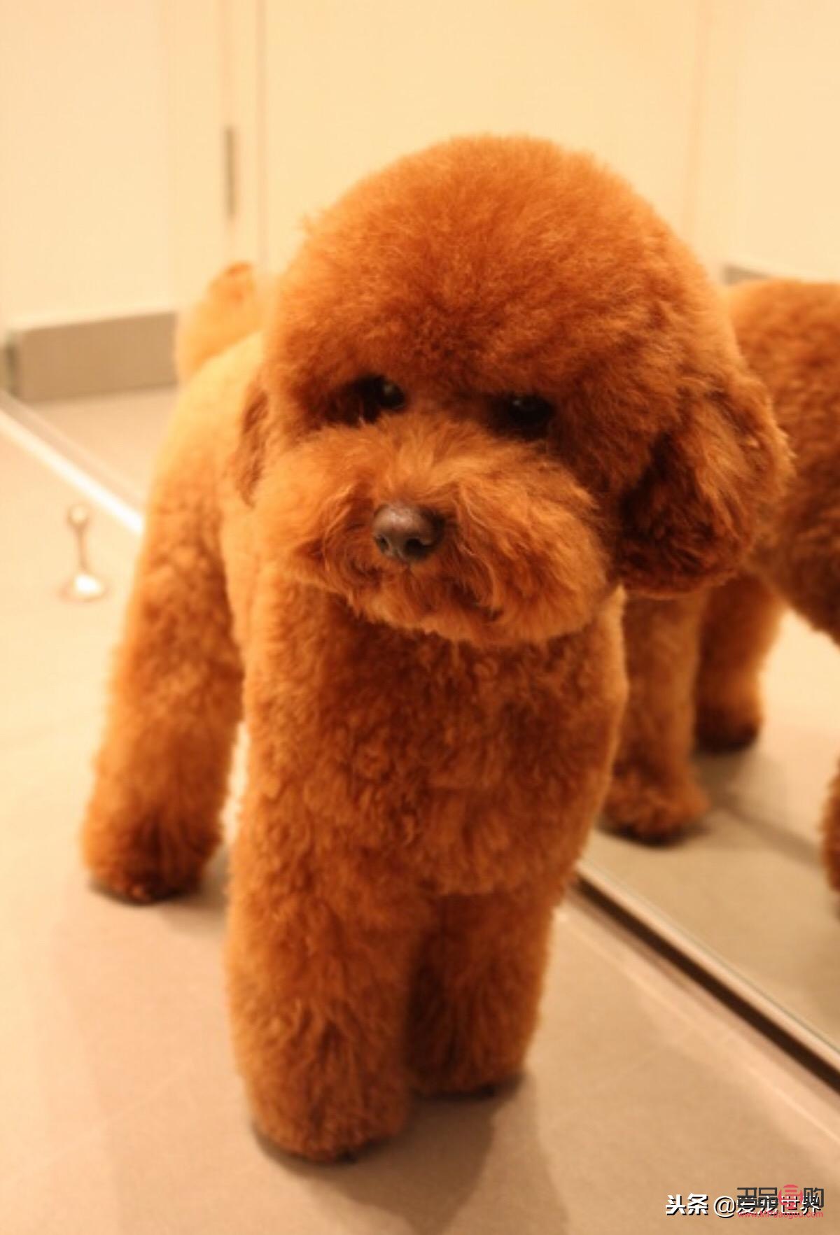 <h3>泰迪美容全攻略：打造靚麗愛寵的秘訣</h3>