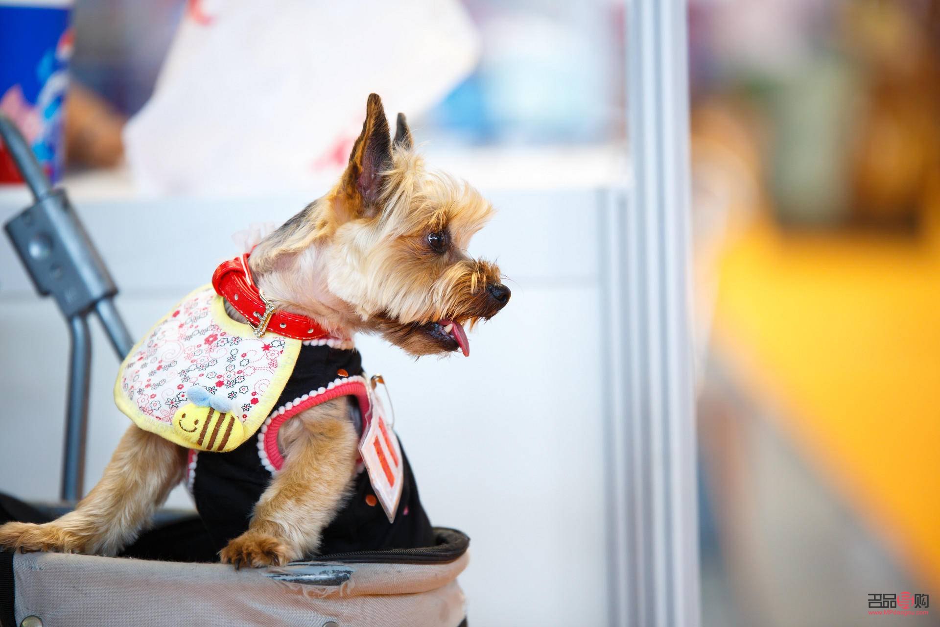 <h3>寵物美容：累并快樂著</h3>