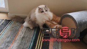 <h3>寵物美容：累并快樂著</h3>