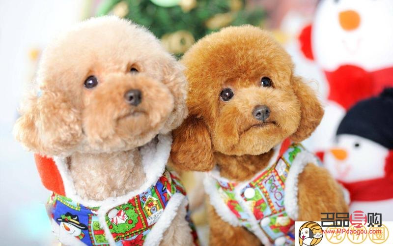 <h3>泰迪身體美容護(hù)理全攻略</h3>