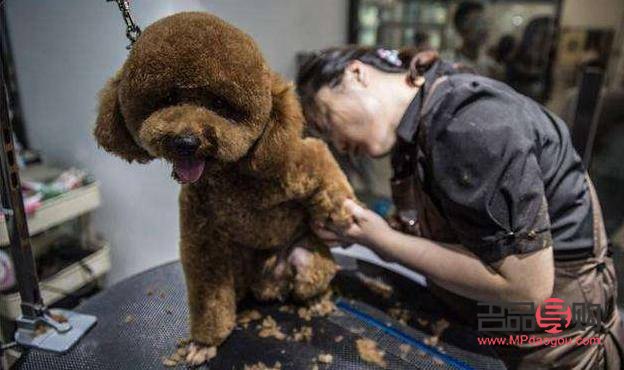 <h3>泰迪身體美容護(hù)理全攻略</h3>