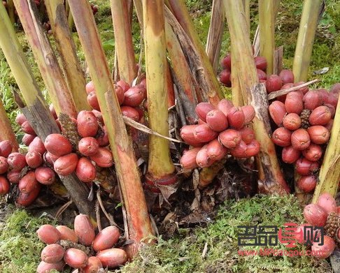 草果在美容領(lǐng)域的潛力與實(shí)際應(yīng)用