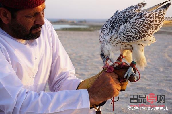 獵鷹平時怎么護(hù)理身體(獵鷹平時怎么護(hù)理身體的)