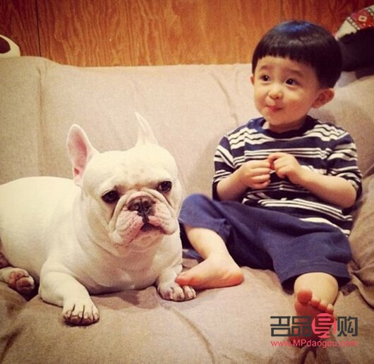 <h3>春天愛犬護(hù)理全攻略：呵護(hù)狗狗健康，享受溫暖時(shí)光</h3>