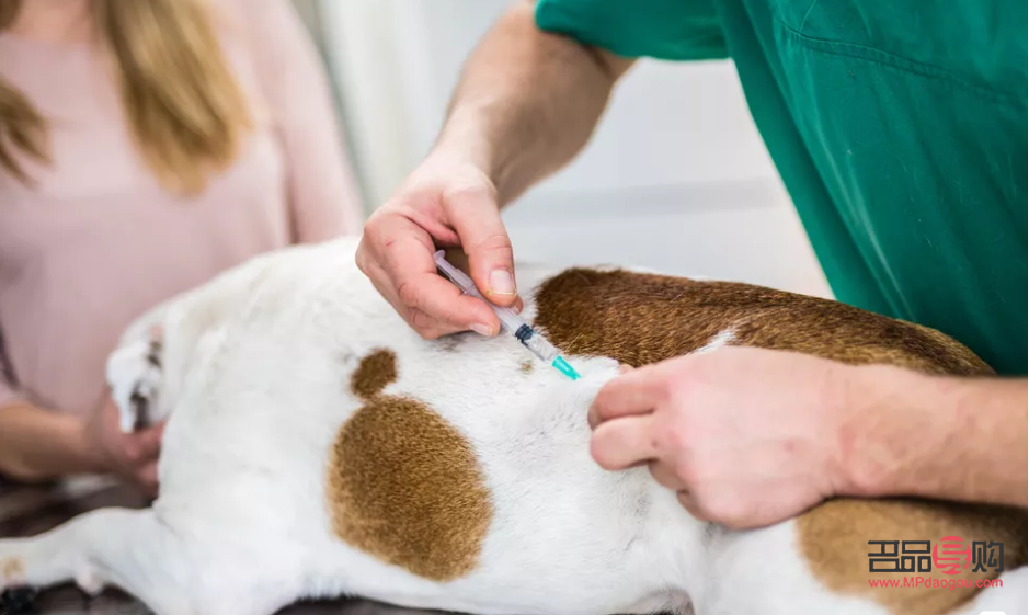 狗狗為何無(wú)法親手贈(zèng)送禮物？