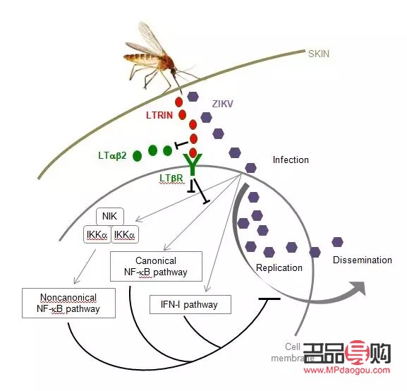 探索眼型奧秘：不同眼型適合的睫毛款式大全