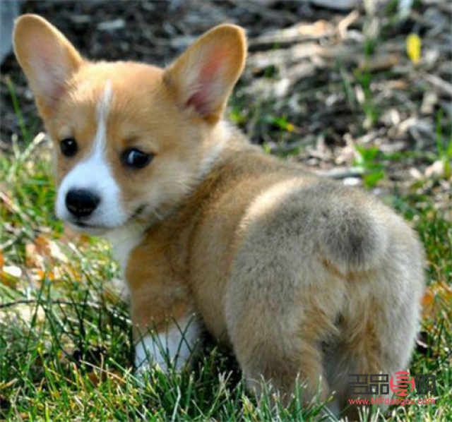 <h3>探索狗狗美容的奧秘：尋找最佳學習平臺</h3>