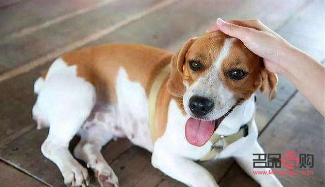 <h3>探索狗狗美容的奧秘：尋找最佳學習平臺</h3>