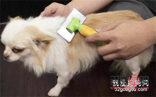 小狗美容的新潮流與必備技巧