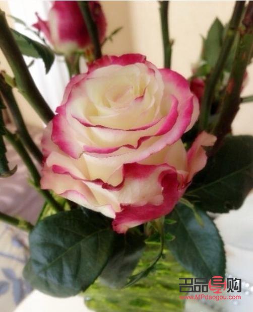 射手座女人禮物是什么(射手座女生禮物)