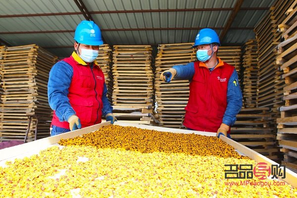 雪菊能不能美容(雪菊能不能美容呢)